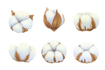 Set of cotton bolls with soft, fluffy white fibers on isolated background. Hand drawn watercolor botanical illustration. For design, cards, invitations, congratulations, packaging, print, fabric