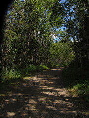 Obraz premium forest