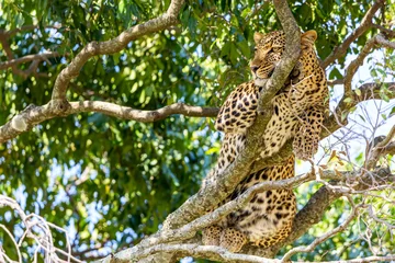  Portrait of leopard on a tree in Masai Mara national park reserve. Wildlife safari in Kenya, Africa. © Nikolay N. Antonov