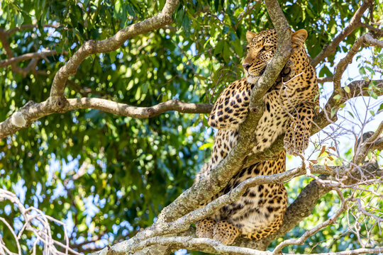 Portrait of leopard on a tree in Masai Mara national park reserve. Wildlife safari in Kenya, Africa.