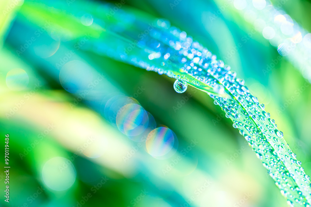 Wall mural artistic beautiful image of green grass with dew water droplets early spring morning. nature concept