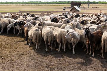 Fototapeta premium A herd of goats and sheep being guided into a fenced enclosure on a farm, preparing them for the daily milking routine. Livestock management in a traditional rural setting.