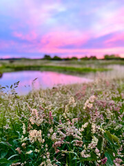 Wild flower field