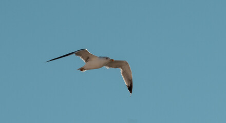 seagull in flight