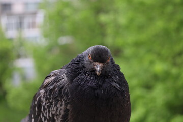 Pigeon closeup portrait, bird on the window, summer day, pigeon beautiful portrait, pigeons eyes in macro, Extreme Close Up