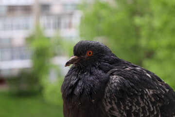 Pigeon closeup portrait, bird on the window, summer day, pigeon beautiful portrait, pigeons eyes in macro, Extreme Close Up