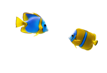 Tropical coral reef with sea fish beautiful underwater world idea concept isolated on white transpar