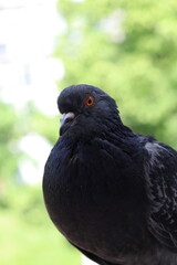 Pigeon closeup portrait, bird on the window, summer day, pigeon beautiful portrait, pigeons eyes in macro, Extreme Close Up