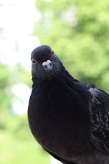 Pigeon closeup portrait, bird on the window, summer day, pigeon beautiful portrait, pigeons eyes in macro, Extreme Close Up