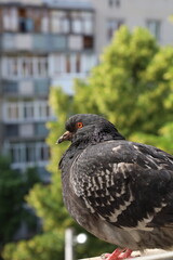 Pigeon closeup portrait, bird on the window, summer day, pigeon beautiful portrait, pigeons eyes in macro, Extreme Close Up