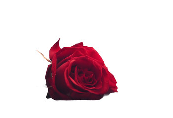 Fototapeta premium Valentines day background with red roses with a red balloon lying on a table with sparkles in the ba
