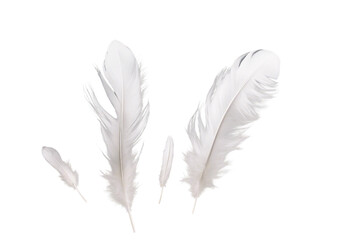 Obraz premium White feathers flying in the air isolated on transparent