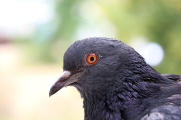 Pigeon closeup portrait, bird on the window, summer day, pigeon beautiful portrait, pigeons eyes in macro, Extreme Close Up