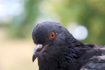 Pigeon closeup portrait, bird on the window, summer day, pigeon beautiful portrait, pigeons eyes in macro, Extreme Close Up	