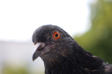 Pigeon closeup portrait, bird on the window, summer day, pigeon beautiful portrait, pigeons eyes in macro, Extreme Close Up
