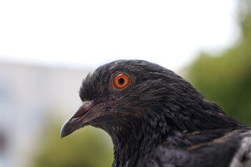 Pigeon closeup portrait, bird on the window, summer day, pigeon beautiful portrait, pigeons eyes in macro, Extreme Close Up	