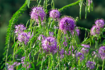 Rocky Mountain Bee Plant