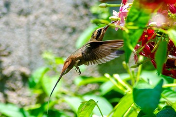Phaethornis pretrei, BEIJA FLOR RABO BRANCO ACANELADO, COLIBRI, BEIJA-FLOR