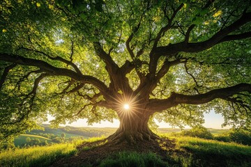 Fototapeta premium A grand, ancient oak tree with sprawling branches and a radiant sun peeking through its leaves, creating a serene and awe-inspiring natural scene.