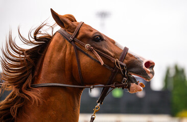 Horse side profile with its mouth open