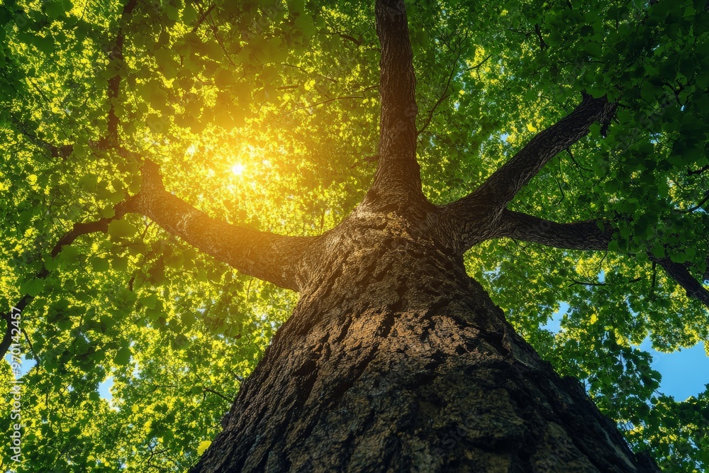 Aufkleber A picturesque view from the base of a tree looking upwards, with sunlight streaming through its lush green leaves, creating a sense of calm and connection with nature.