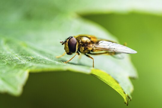 Marmalade Hoverfly, Episyrphus balteatus on leaf, Hoverfly, Hover fly