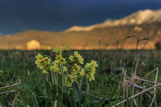 Common cowslip (Primula veris) in a meadow in front of a mountain landscape, storm clouds, thunderstorm, evening light, Loisach-Lake Kochel-Moore, Bavaria, Germany, Europe