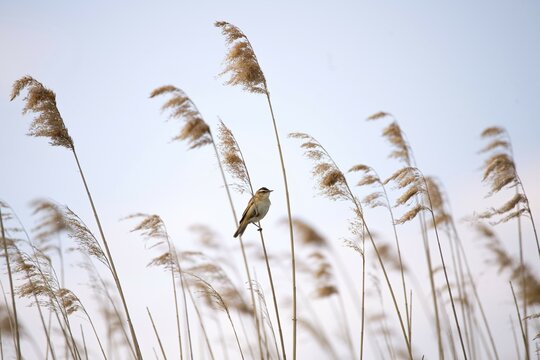 Sedge warbler (Acrocephalus schoenobaenus), sitting on reeds, Lower Saxony, Germany, Europe
