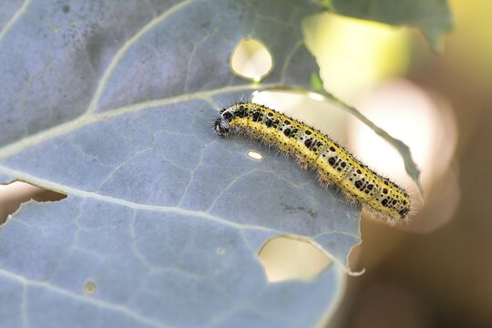 Cabbage butterfly (Pieris brassicae), caterpillar feeding on cabbage leaves, Velbert, North Rhine-Westphalia, Germany, Europe