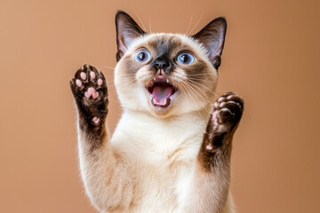 Funny seal point siamese cat playing raising paws making funny face with mouth open on brown background with copy space.
