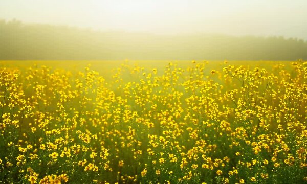 Fields of blooming mustard plants, Video