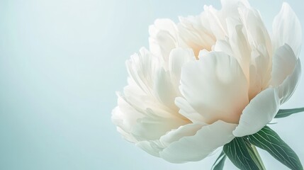 Macro photography of a stunning peony blossom, highlighting its elegant petals, set on a soft white-light blue background -