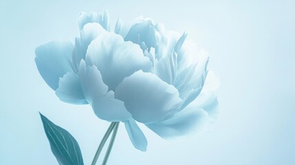 Macro photography of a stunning peony blossom, with delicate petal details set against a soft white-light blue background