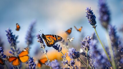 Monarch butterflies amid a field of blooming lavender flowers.