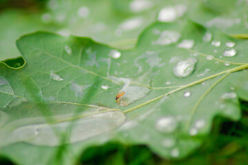 Close-up of fresh dewdrops on a vibrant green leaf, showcasing nature’s delicate beauty. Perfect for themes of freshness, purity, and natural beauty.