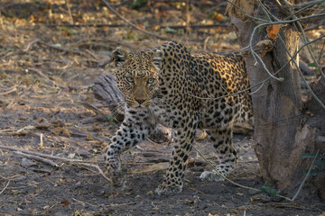 leopard coming from behind a tree front view close up seen on safari in Botswana