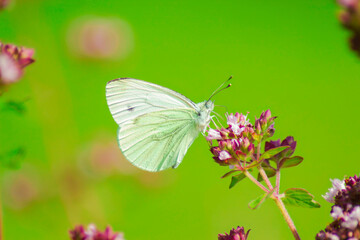 A delicate white butterfly perched on vibrant wildflowers against a lush green backdrop. Perfect for nature and wildlife themes.