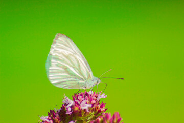 Butterfly on Purple Blossoms Isolated on Green Background