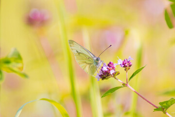 A delicate butterfly perches on vibrant pink flowers, set against a soft-focus natural backdrop. Perfect for themes of nature, beauty, and tranquility.