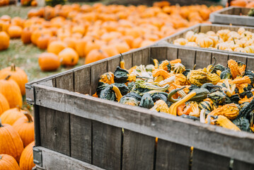 pumpkins on the market