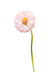 Daisy flower (Bellis perennis) isolated on white background. © lumikk555