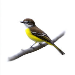Fototapeta premium A small yellow and brown bird sitting on a branch, isolated on a white background, showcasing its colorful feathers and peaceful stance.