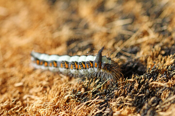 close up of a arrow owl caterpillar 