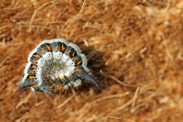 close up of a arrow owl caterpillar 