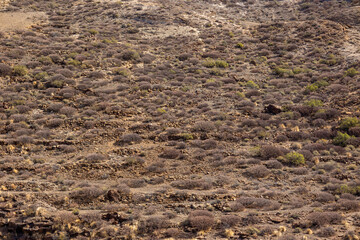 Texture arid desert sandstone rocks with some shrubs. Concept: Sandstone, desert, arid, recognito.