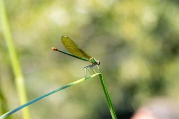 Green dragonfly perched on a grass blade in nature
