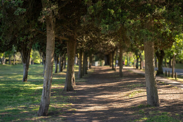  galeria de arboles 