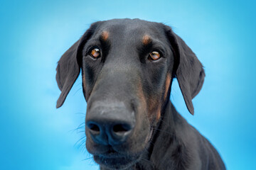 Funny head portrait of a male doberman dog isolated on colorful blue studio background