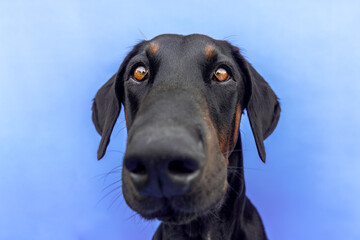 Funny head portrait of a male doberman dog isolated on colorful blue studio background