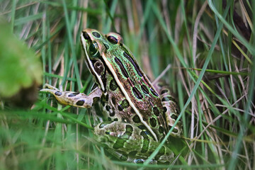 Northern Leopard Frog 